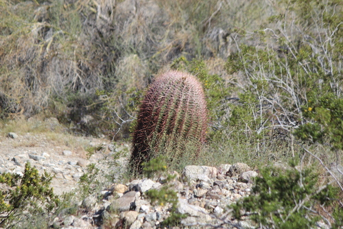 iNaturalist observation photo of California Barrel Cactus
