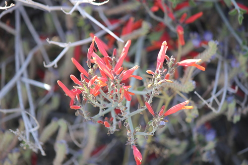 iNaturalist observation photo of chuparosa