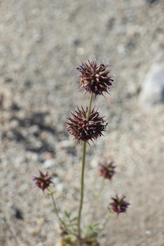 iNaturalist observation photo of Chia