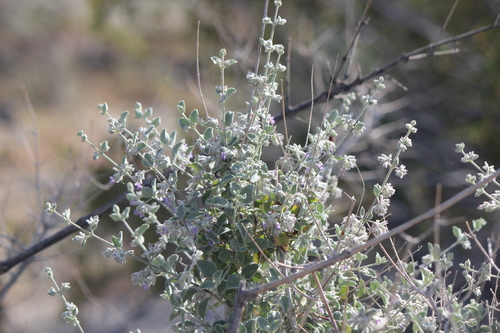 iNaturalist observation photo of desert lavender