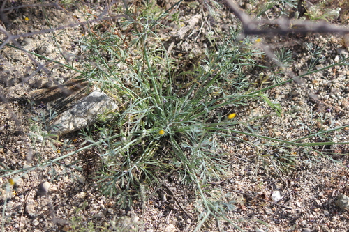 iNaturalist observation photo of Little Gold Poppy