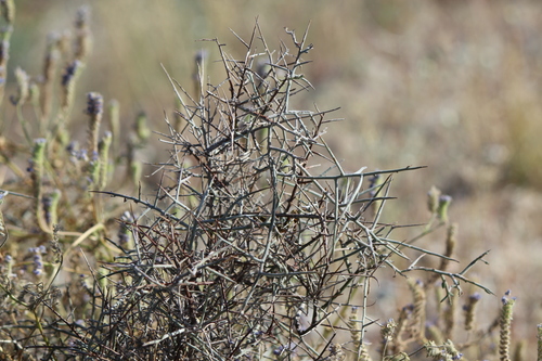 iNaturalist observation photo of Rhatanies