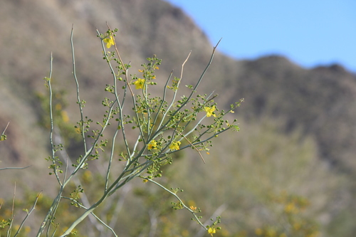 iNaturalist observation photo of blue palo verde