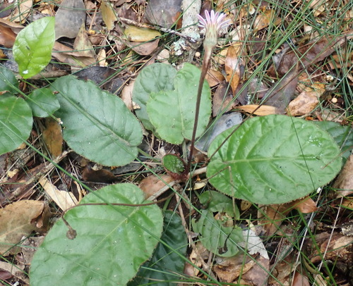 Image of Gerbera cordata by (c) Nicola van Berkel, some rights reserved (CC BY-SA)