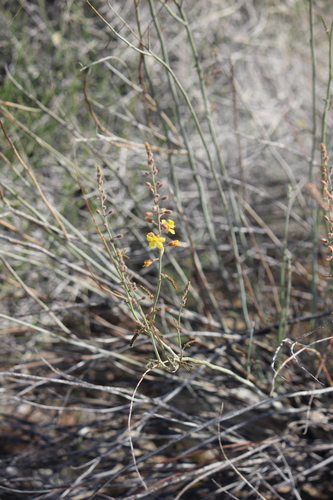 iNaturalist observation photo of Wand Holdback