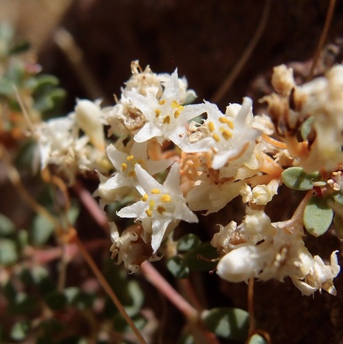 flatglobe dodder (Cuscuta umbellata)