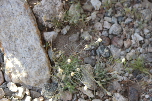 iNaturalist observation photo of Desert Plantain