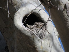 Megascops trichopsis