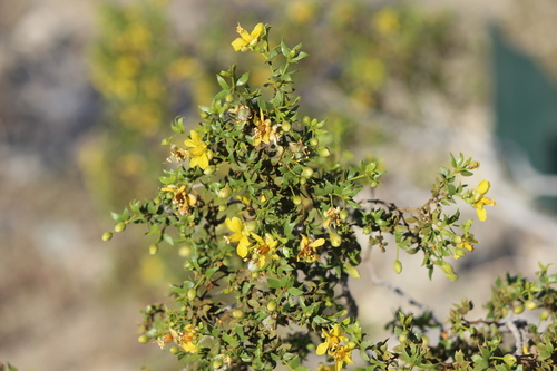 iNaturalist observation photo of Creosote Bush