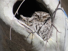 Megascops trichopsis