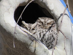 Megascops trichopsis