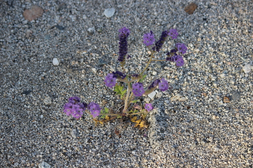 iNaturalist observation photo of Notch-leaf Scorpionweed