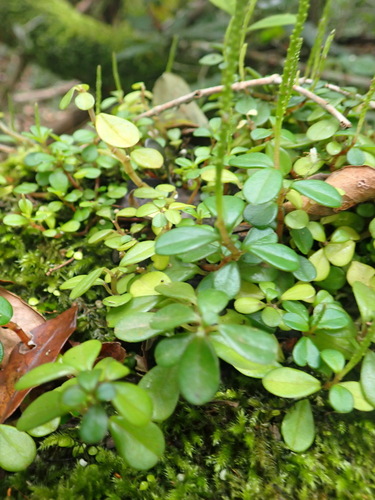 Peperomia retusa, photograph 6