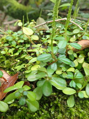 Peperomia retusa, photograph Nicola van Berkel, CC BY-SA, iNaturalist via GBIF