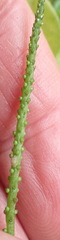 Peperomia retusa, photograph Nicola van Berkel, CC BY-SA, iNaturalist via GBIF