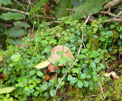 Peperomia retusa, photograph Nicola van Berkel, CC BY-SA, iNaturalist via GBIF