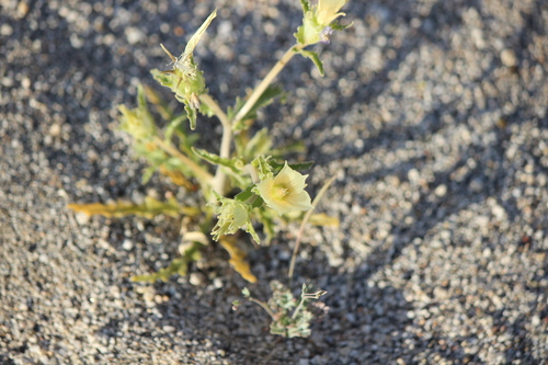 iNaturalist observation photo of sand blazingstar