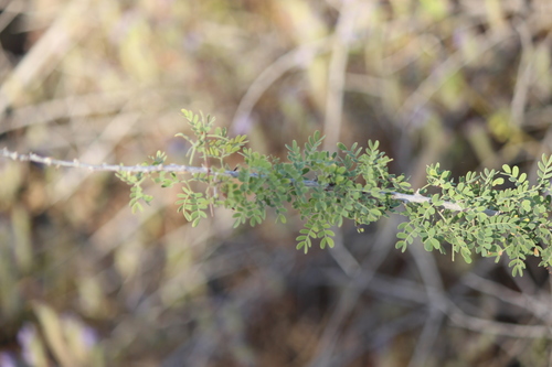 iNaturalist observation photo of Catclaw Acacia