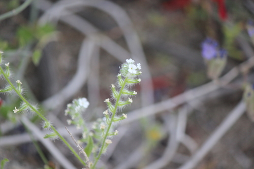 iNaturalist observation photo of bearded cryptantha