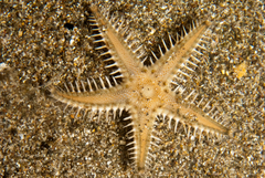 Astropecten andersoni