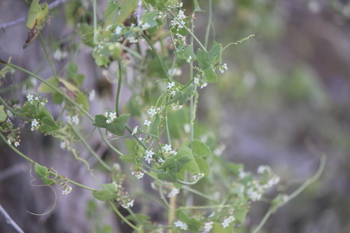 iNaturalist observation photo of Desert Starvine