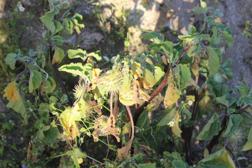 iNaturalist observation photo of desert thorn-apple