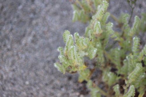 iNaturalist observation photo of bearded cryptantha