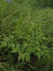 Actaea cimicifuga