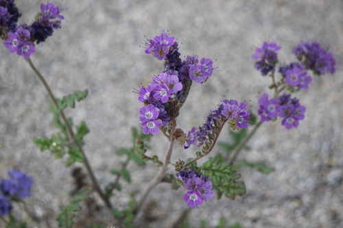 iNaturalist observation photo of Notch-leaf Scorpionweed