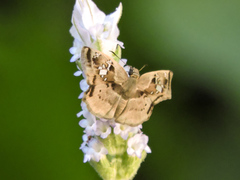 Quadrus lugubris lugubris