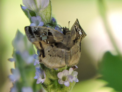 Quadrus lugubris lugubris