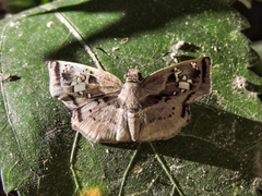 Quadrus lugubris lugubris