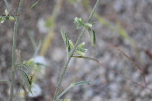 iNaturalist observation photo of Lance-leaved Ditaxis