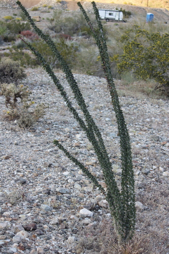 iNaturalist observation photo of ocotillo