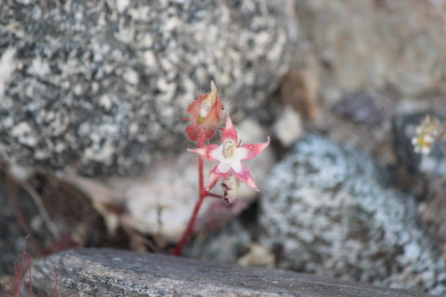 iNaturalist observation photo of desert fivespot