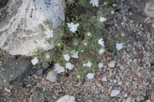 iNaturalist observation photo of Mojave desertstar