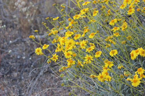 iNaturalist observation photo of Brittlebush