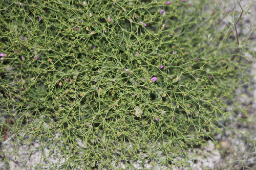 iNaturalist observation photo of California fagonbush