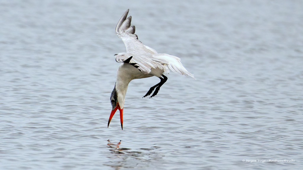 Caspian Tern