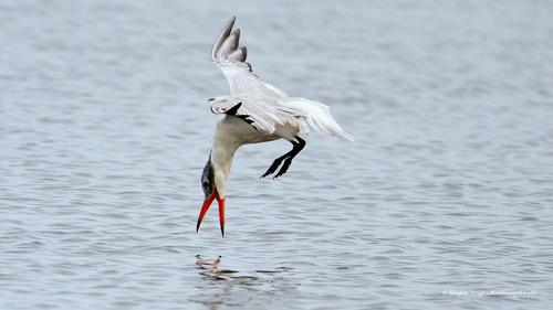 Foto de Caspian Tern