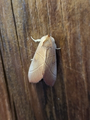 Nadata