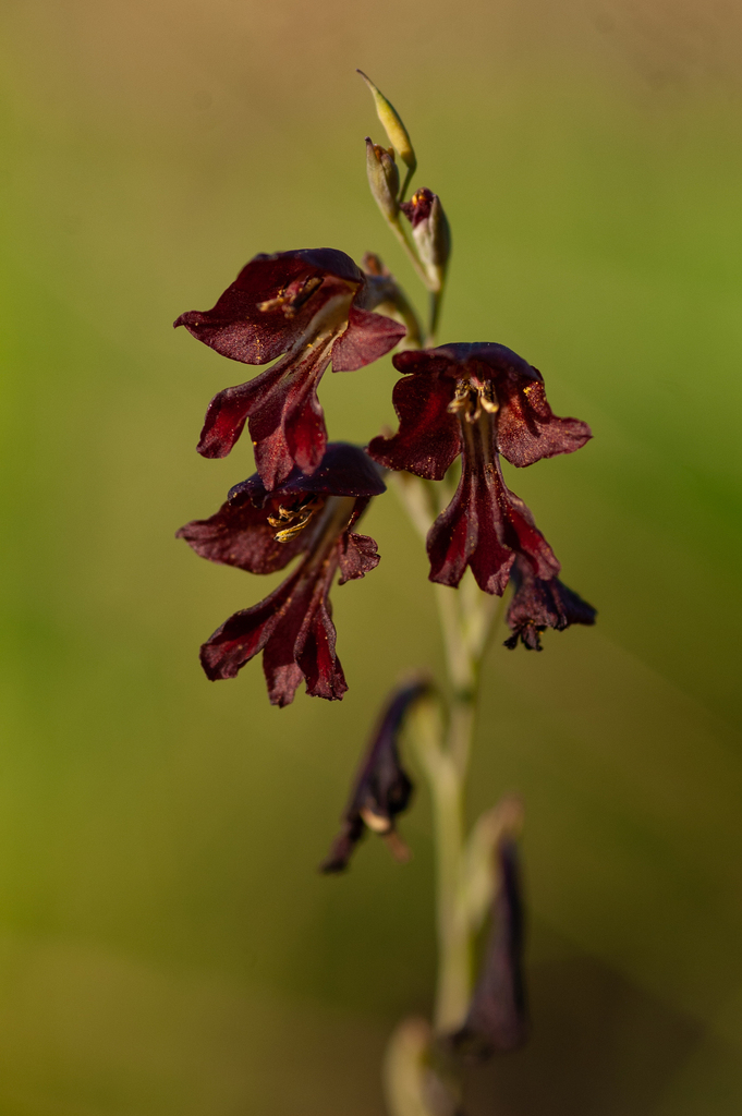 Gladiolus atropurpureus from Zomba, Malawi on December 2, 2023 at 04:56 ...