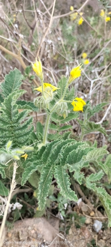 Solanum habrochaites, photograph 5