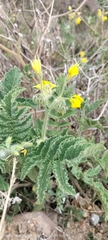 Floro Ortiz Contreras, CC BY, iNaturalist via GBIF Solanum habrochaites, photograph Floro Ortiz Contreras, CC BY, iNaturalist via GBIF