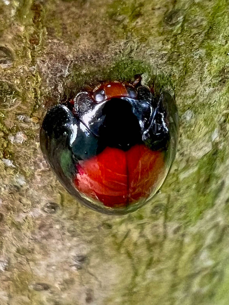Twice-stabbed Lady Beetles