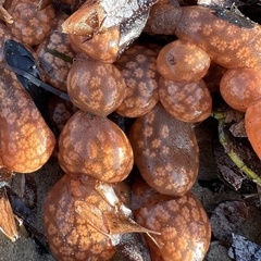 Ascidian photo 3