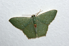 Hemithea tritonaria