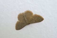 Idaea actiosaria