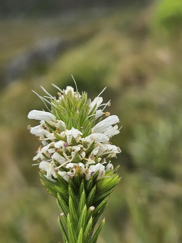 Stilbe serrulata (Stilbe serrulata)