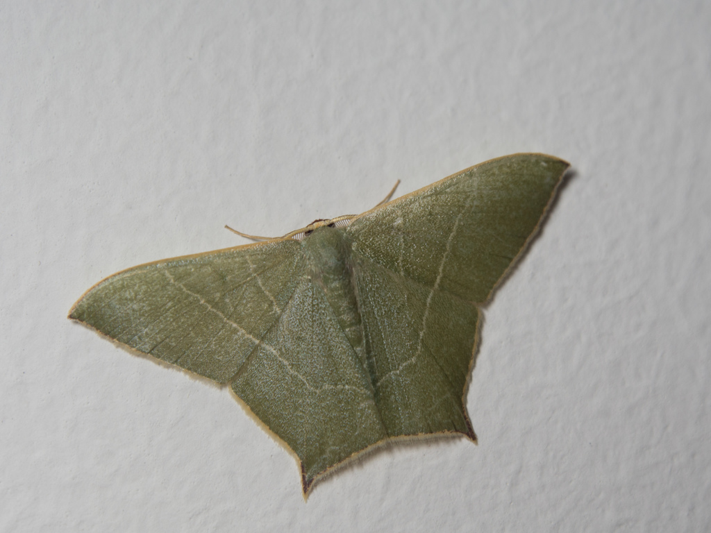Maxates acutissima